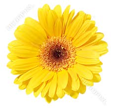 Yellow Gerbera Flower