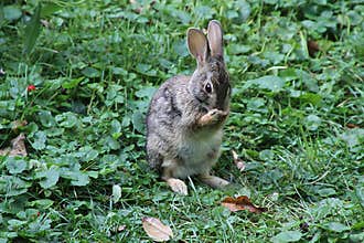 Eastern cottontail Covering Nose with Front Paws - Sylvilagus floridanus