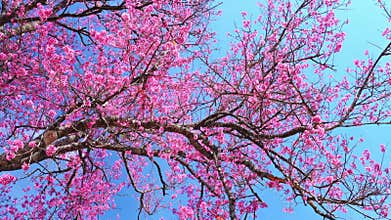 Cherry apricot branch blooms brilliantly on a spring morning