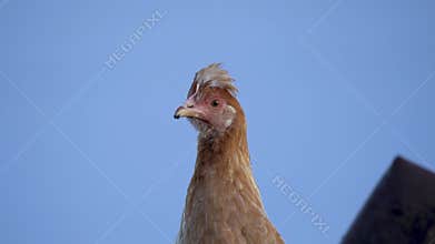 chicken head close-up. closeup of a stunning chicken that vividly showcases its elegant feathering
