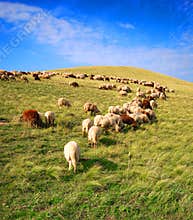 Sheep grazing