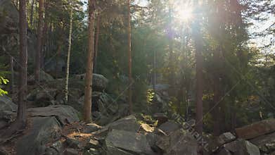 Autumn forest colorful view nature tree branch sunset magic