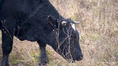 A bull is grazing in an autumn field. A bull eats dry hay outdoors. dairy farming. Cattle breeding concept. bull in