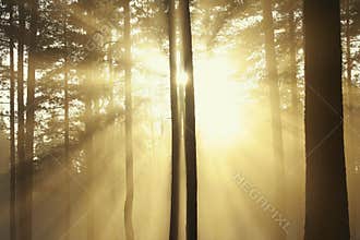 Sun rays