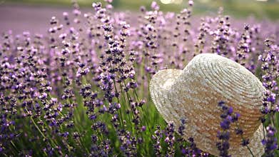 A straw hat is sitting in a field of purple flowers. The hat is the only object in the scene, and it is surrounded by a