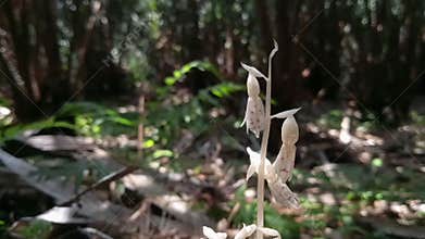 Footage of natural beauty. White flowers blowing in the wind.