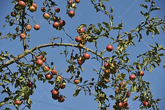 Apple Tree Branches