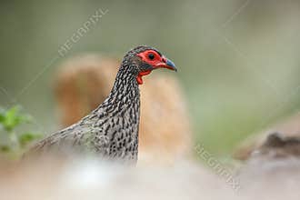 Swainson\'s Spurfowl in Kruger National park, South Africa