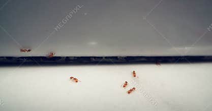 Ant colony moving on floor inside house - domestic insect problem