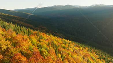 Colorful autumn forest mountainous magic nature view pine hill landscape