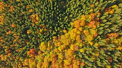 Colorful autumn forest mountainous magic nature view pine hill landscape