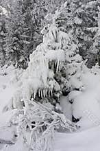 A Christmas tree almost completely iced over and hidden in the snow