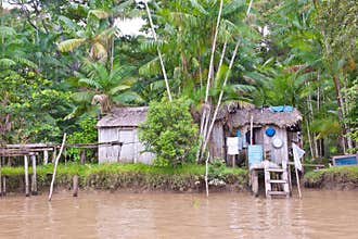 Wooden handmade hut with ladder to the tributary of the Amazon, where the jungle is allowed to reclaim its place. Brazil