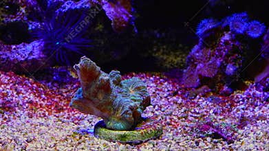 space invader pectinia on frag plug, solitary fluorescent polyp in reef marine aquarium ecosystem, Caribbean sand bottom live rock