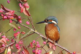 European kingfisher, Alcedo atthis