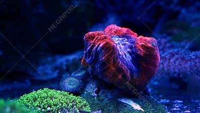 LPS lobed brain coral polyp open in laminar flow, daisy polyp in live rock ecosystem aquarium, experienced aquarist fluorescent