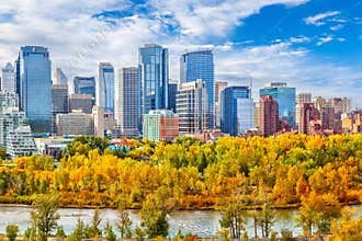 Trees planted by Calgary along Bow River to replace those lost from urban downtown construction turned golden in the Fall