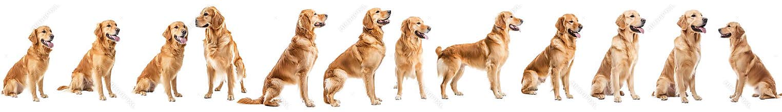 Dog puppy golden retriever, many angles and views, isolated on a transparent background, file
