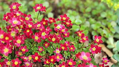 saxifrage flowers.red flowers for rocky hills and rock gardens. Low growing ground cover flower.blooming saxifrage bush