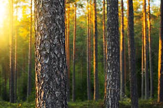 Pine Forest