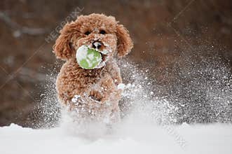 Dog Playing in the Snow