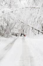 Fallen tangle of snow covered trees across road in winter snow storm.