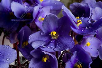 Purple flowers and drops