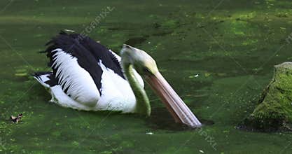 Australian pelican (Pelecanus conspicillatus), large waterbird in pond