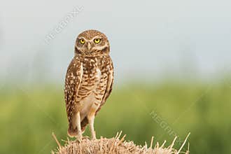 Burrowing Owl