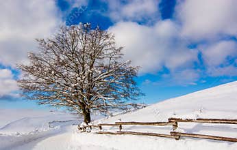 the sun illuminates the lonely tree near the fence of the path for skiers