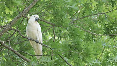 Slow Motion Cockatoo Sitting on a Tree Branch