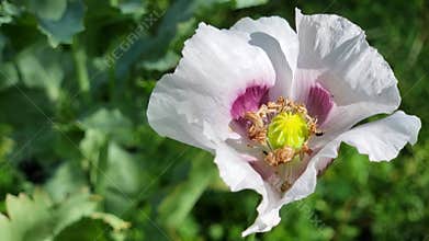 White poppy flower on a green meadow in the summer. Close-up.