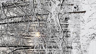 The frosty winter public park at sunset, tree branches are covered with snow, snowflakes are slowly falling, silence and