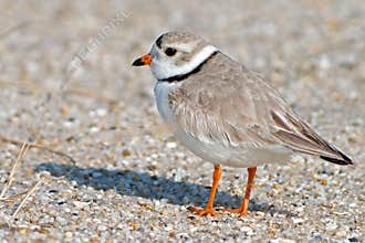 Piping Plover