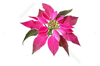 Poinsettia Christmas flower isolated on white. Transparent png additional format