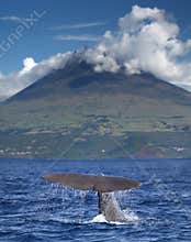 Sperm whale in front of volcano