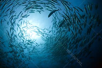 Fish in the ocean