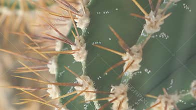 A large cactus with large needles. Plants are common in deserts. Vertical video