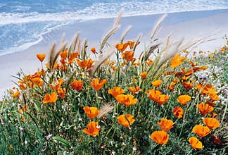Pacific Poppies