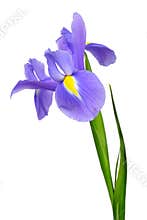 Purple iris flower