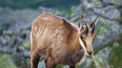 Portrait Chamois Rupicapra graze alpine meadow in mountain nature wildlife