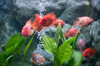 Red blood parrot swim by coral in aquarium, Suphan Buri, Thailand
