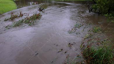 A creek overflowing its banks and inundating bullrushes in the process