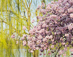 Detail photo of japanese cherry blossom flowers and willow tree
