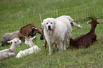 Sheepdog and herd of goats