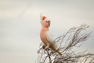 A Major Mitchell\'s Cockatoo or Pink Cockatoo with it\'s colorful crest half raised.