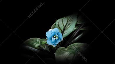 Blue purple flowers of Saintpaulia, commonly known as African violets. Parma violet blooms on a black background. time