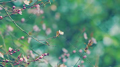 Pink Sakura Flowers On A Branch At Sunny Day. Full Bloom A Spring Season. Pink Flowers On A Spring Tree.