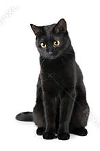 Black cat