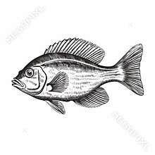 Black And White Engraving Of Fish: A Stunning Americana Iconography